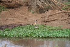 IMG 7976-Kenya, ducks in Kimana Reserve